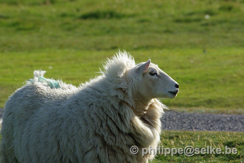 IMGP1857.JPG - mouton - Shetland (UK)